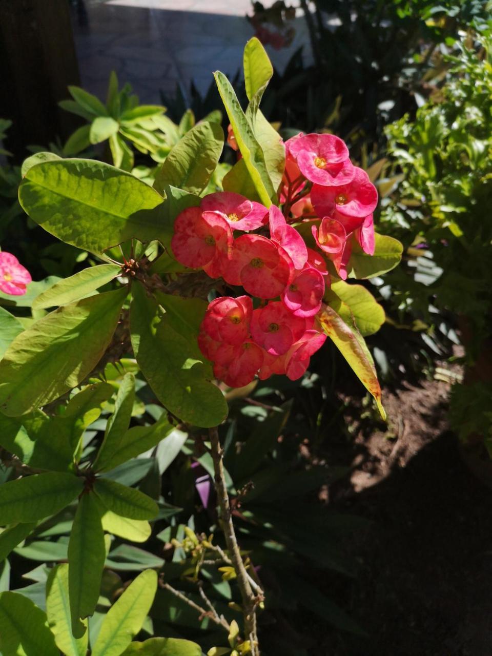 מלון לה דיג Belle Amie Self Catering מראה חיצוני תמונה